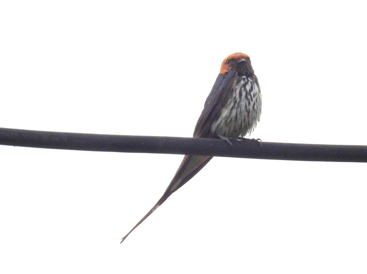 Lesser Striped Swallow - ML620855991