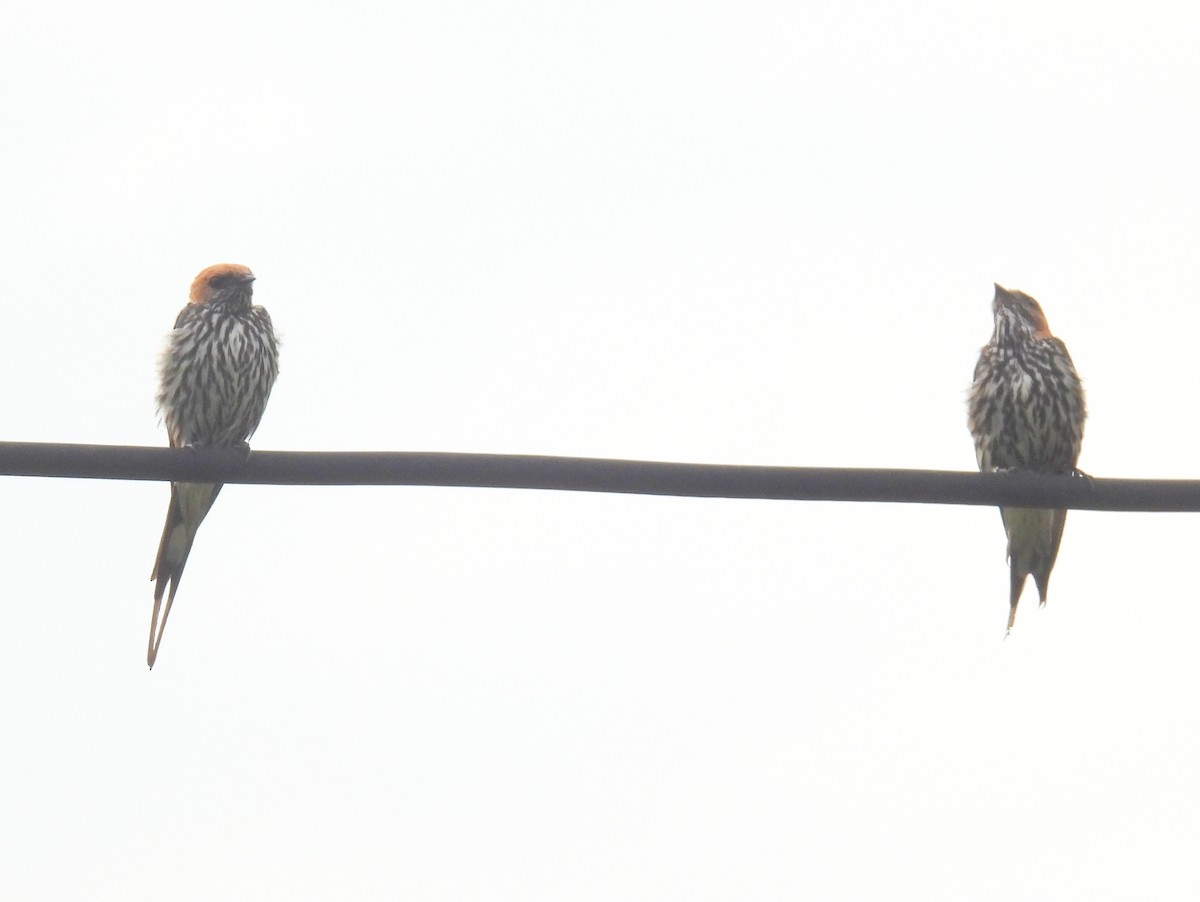 Lesser Striped Swallow - ML620855992