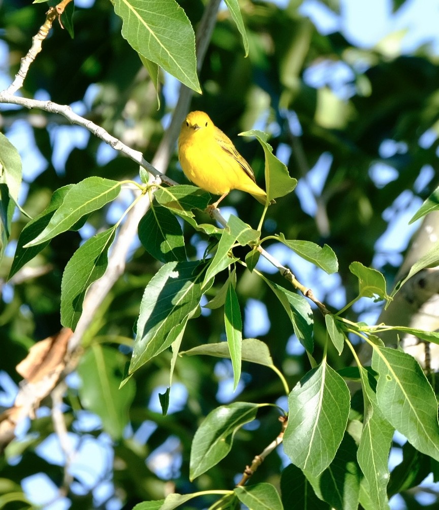 Yellow Warbler - ML620855996