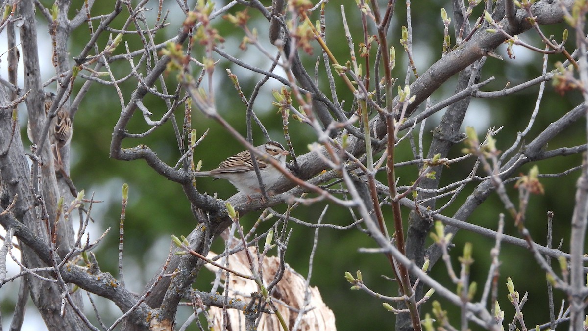 Clay-colored Sparrow - ML620856012