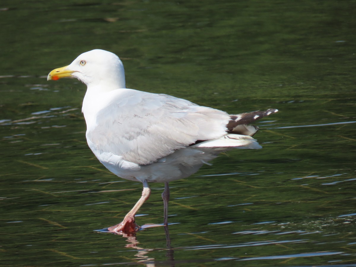 Herring Gull - ML620856041