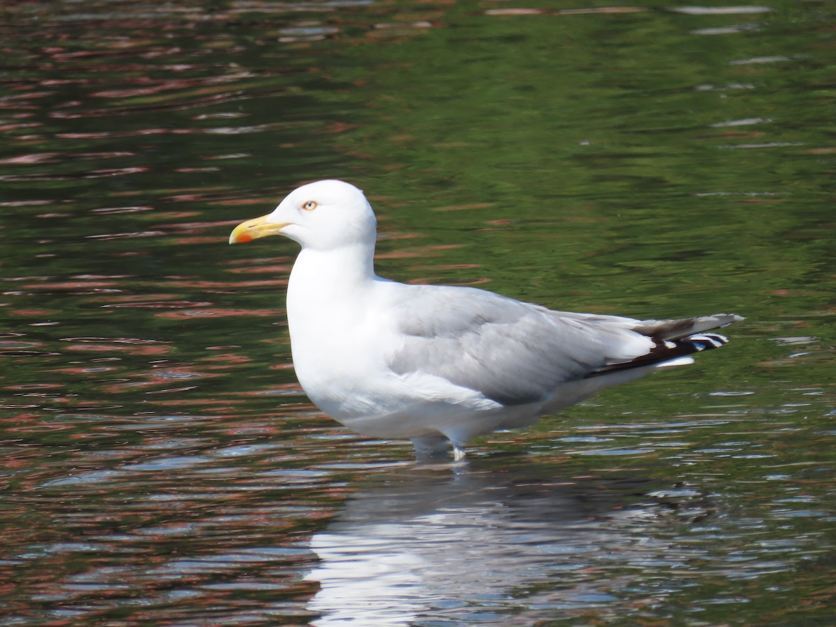 Herring Gull - ML620856044