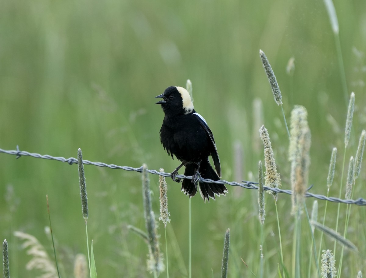 Bobolink - ML620856047