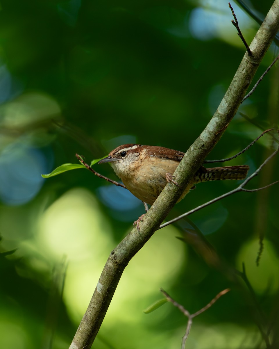 Carolina Wren - ML620856083