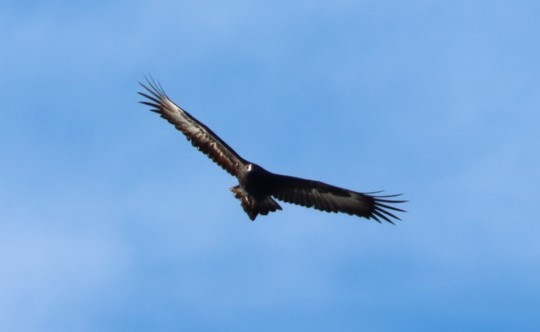 Wedge-tailed Eagle - ML620856098