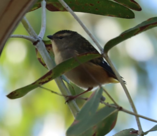 Spotted Pardalote - ML620856114