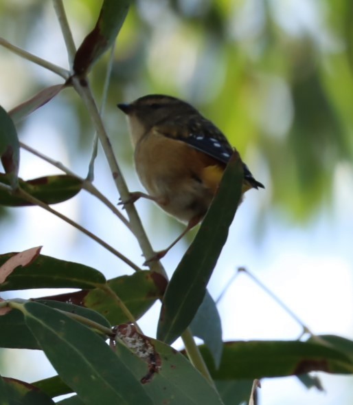 Spotted Pardalote - ML620856115