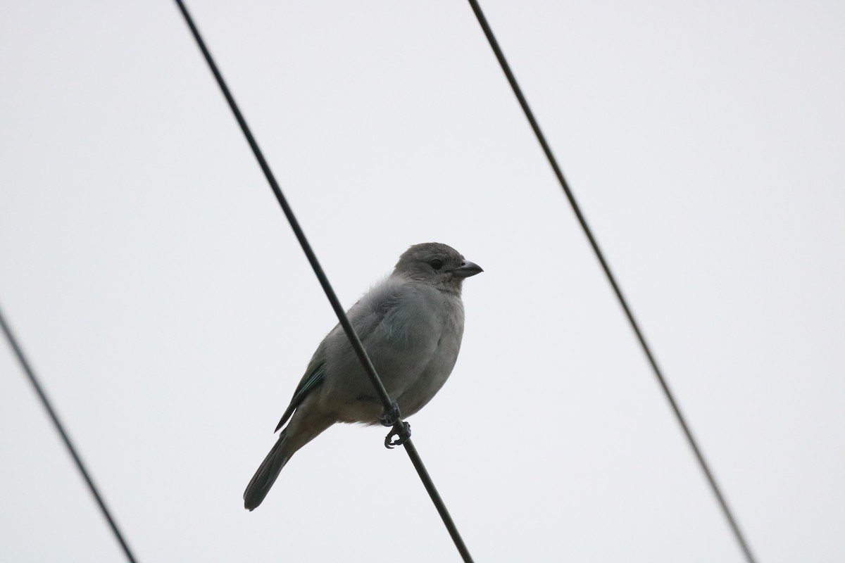 Sayaca Tanager - ML620856118