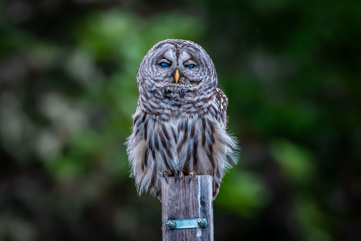Barred Owl - ML620856127