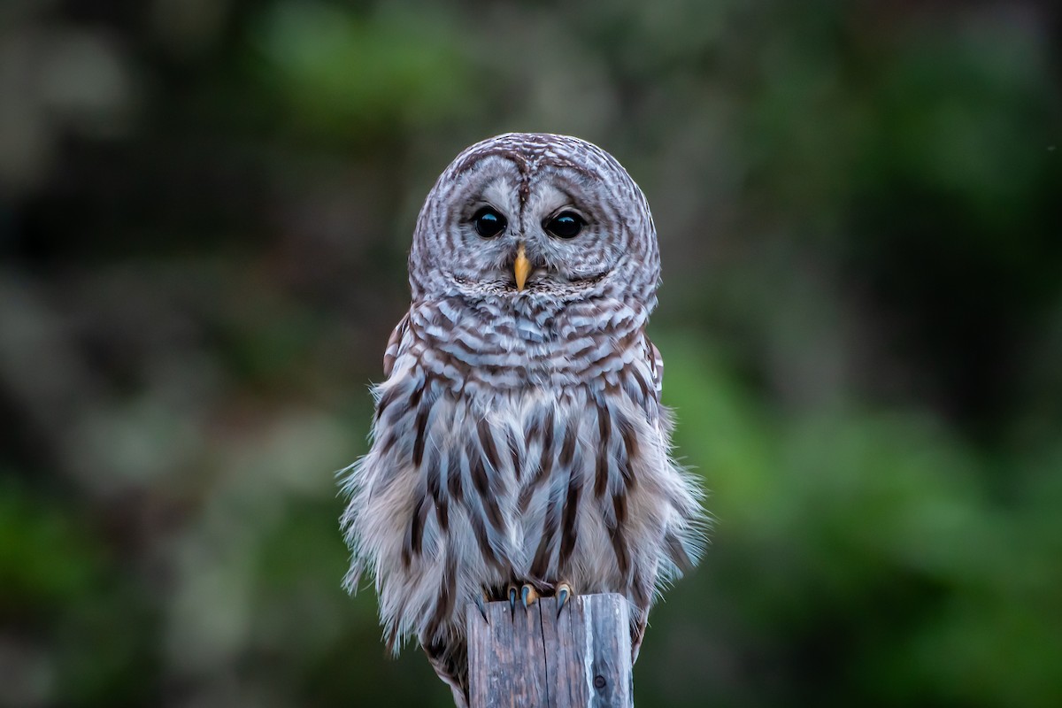 Barred Owl - ML620856129