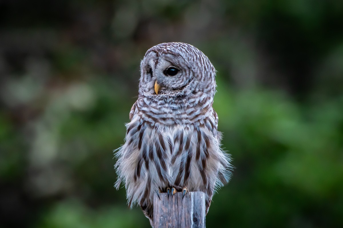 Barred Owl - ML620856130