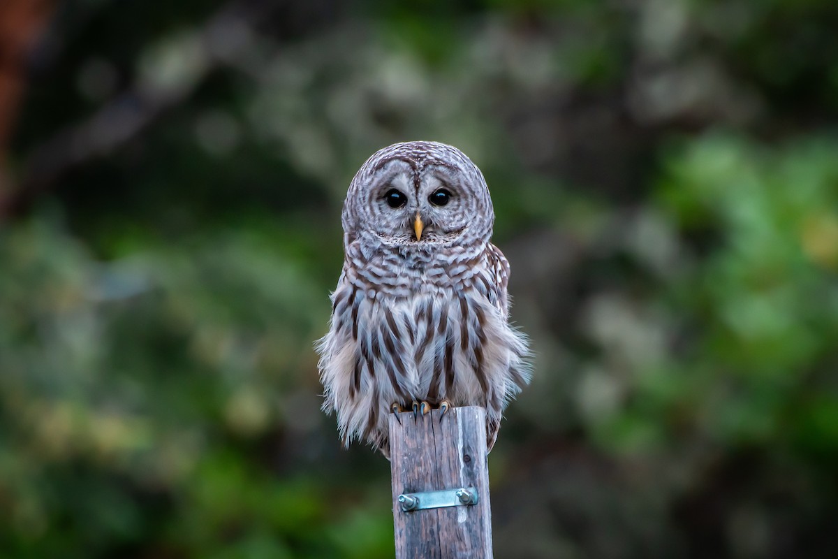 Barred Owl - ML620856131