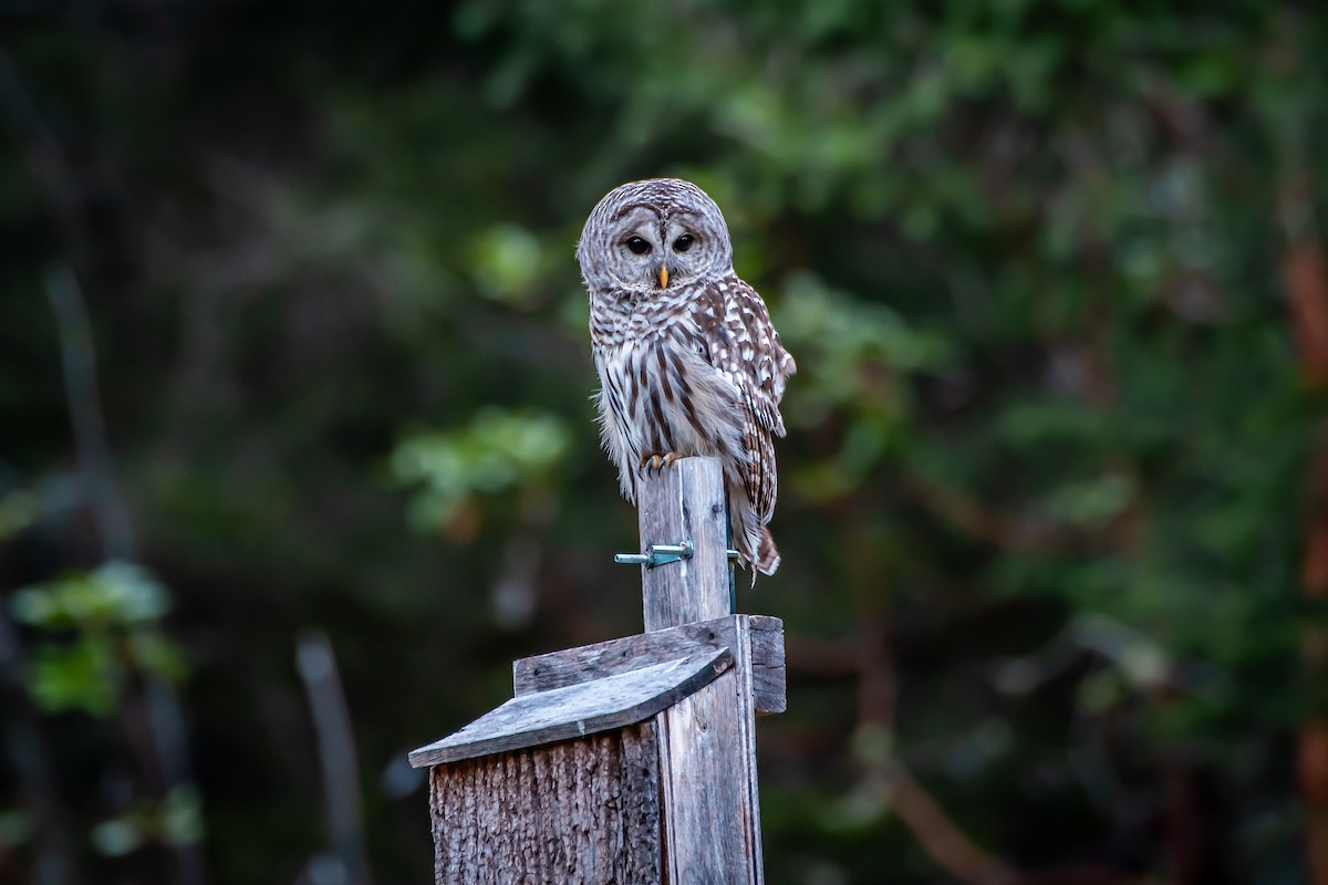 Barred Owl - ML620856132