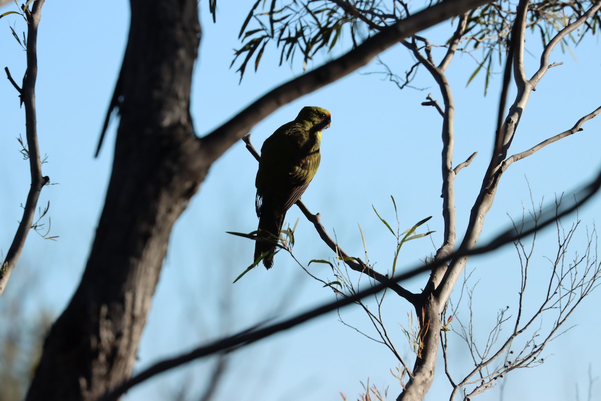 Green Rosella - Susan  Downey