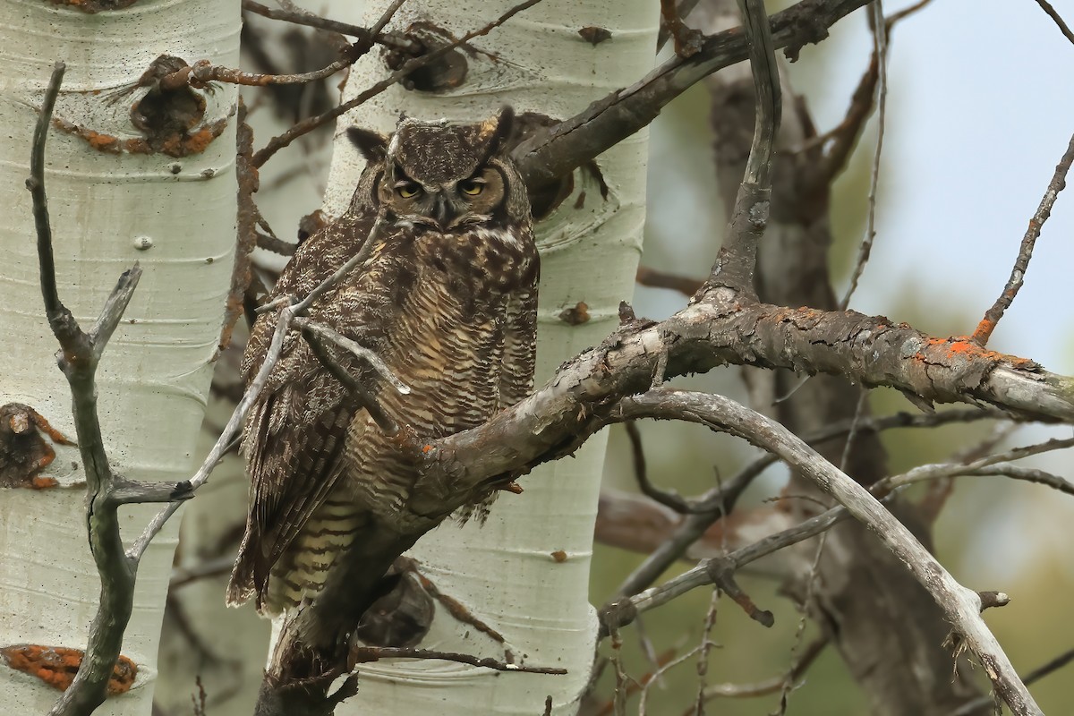 Great Horned Owl - ML620856171