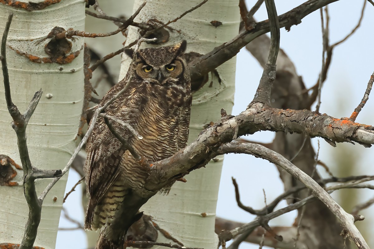 Great Horned Owl - ML620856172
