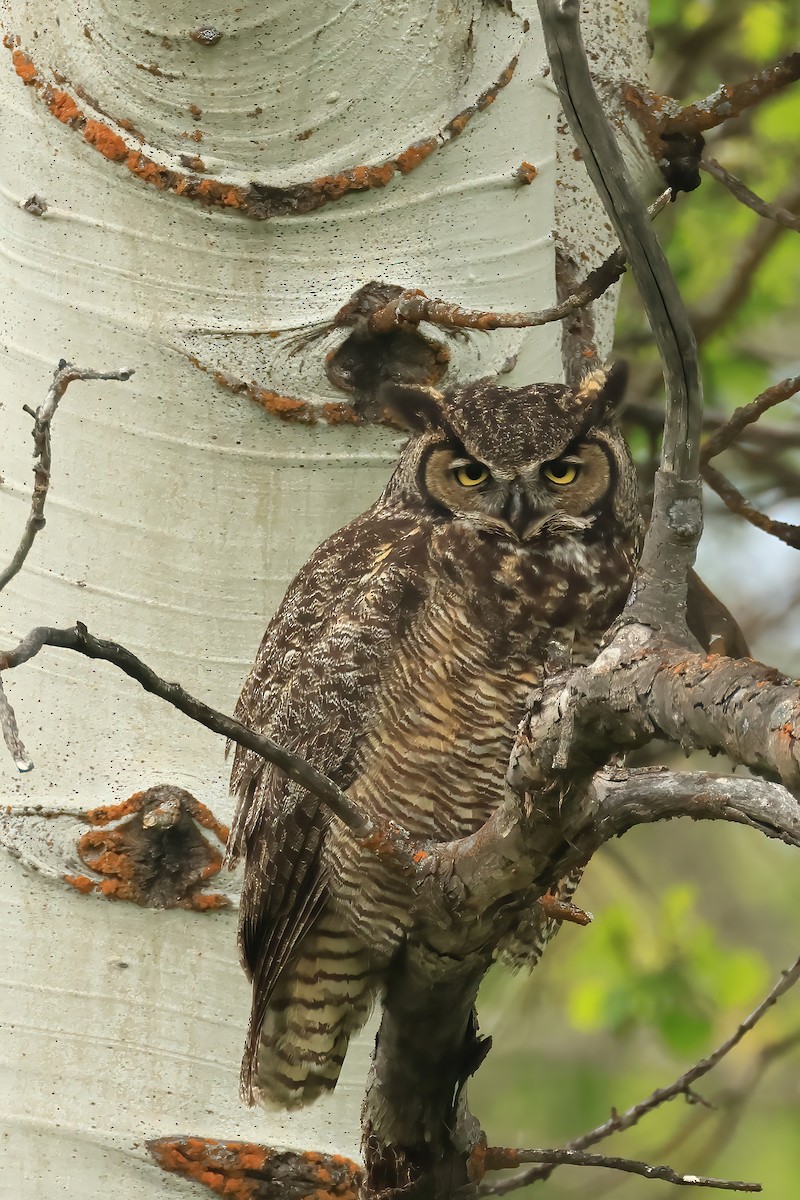 Great Horned Owl - ML620856173