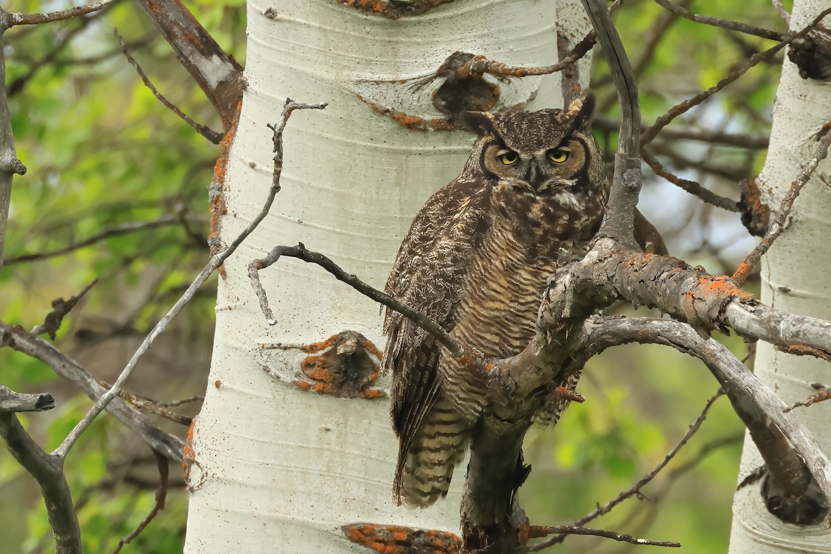Great Horned Owl - ML620856174