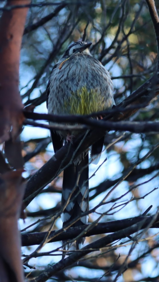 Yellow Wattlebird - ML620856180