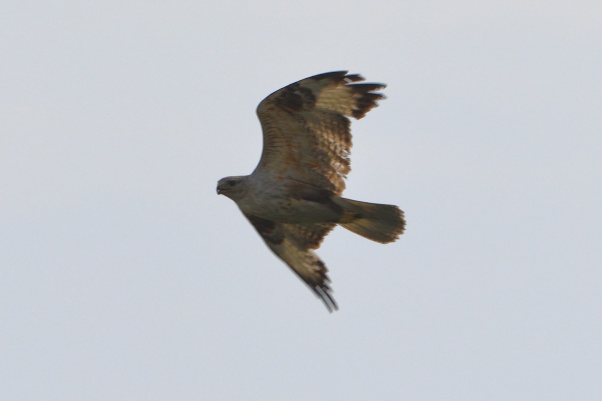 Upland Buzzard - ML620856181