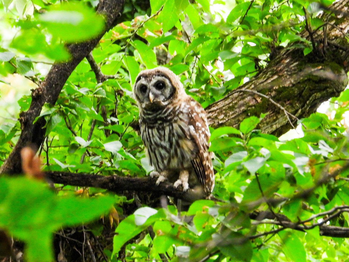 Barred Owl - ML620856211