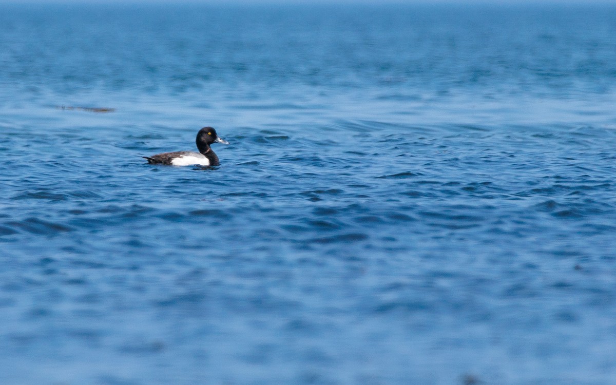 Greater Scaup - ML620856231