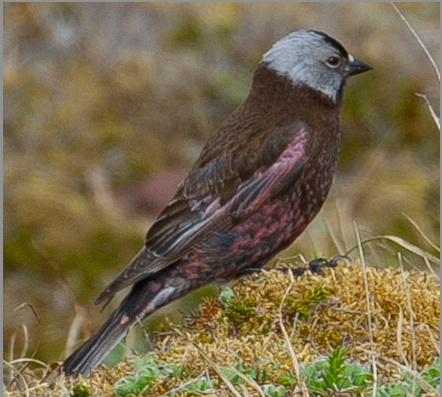 Gray-crowned Rosy-Finch - ML620856232