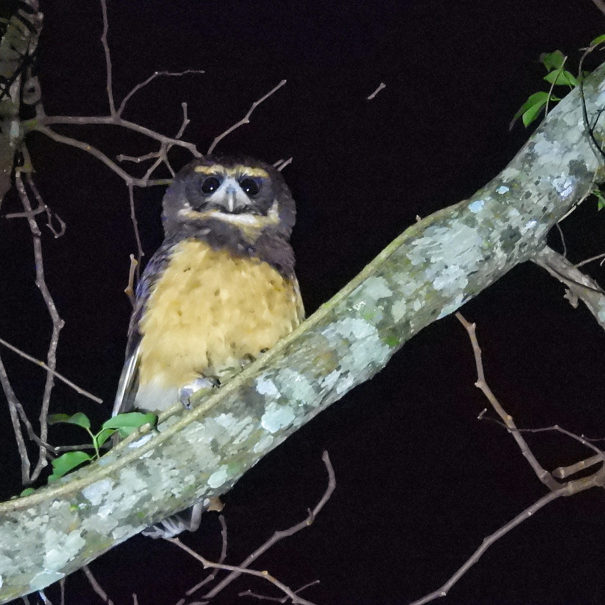 Tawny-browed Owl - ML620856235