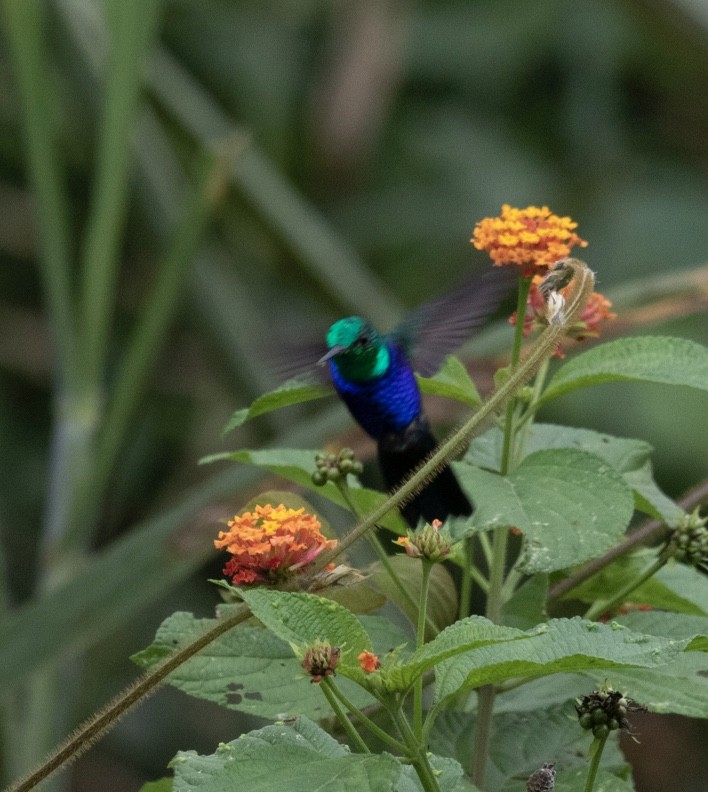 Violet-bellied Hummingbird - ML620856242
