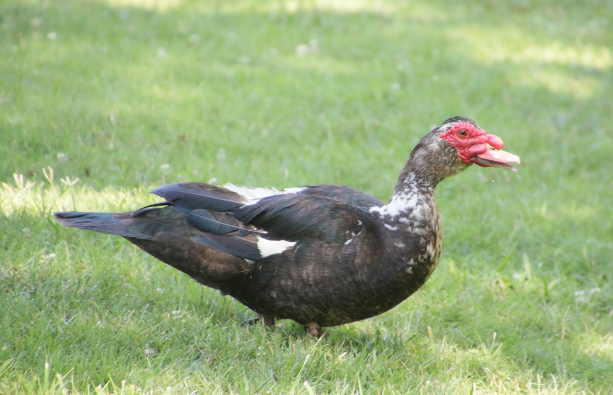 Muscovy Duck (Domestic type) - ML620856246