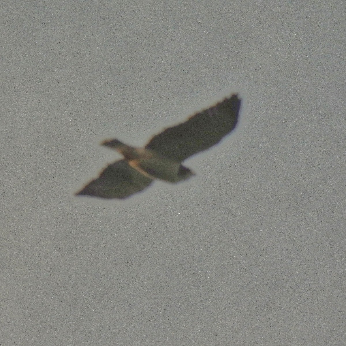 Short-tailed Hawk - ML620856254