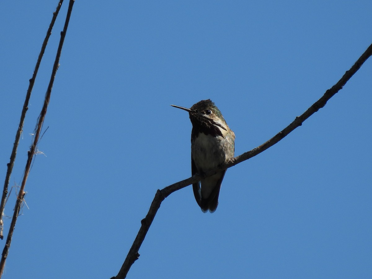 Calliope Hummingbird - ML620856257