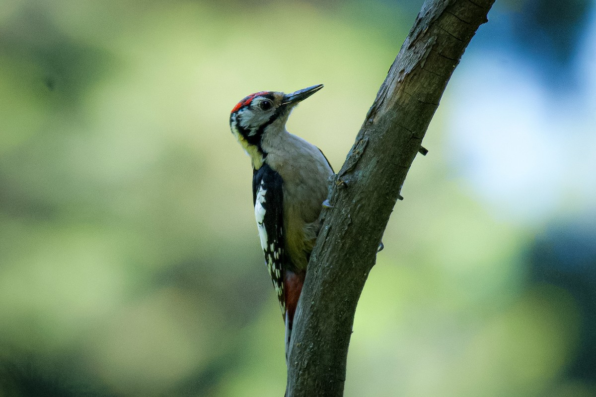 Himalayan Woodpecker - ML620856299