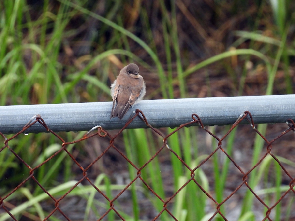Northern Rough-winged Swallow - ML620856316