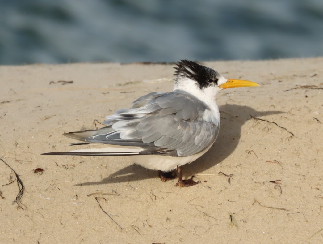 Great Crested Tern - ML620856321