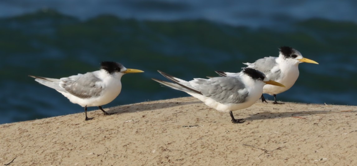 Great Crested Tern - ML620856322