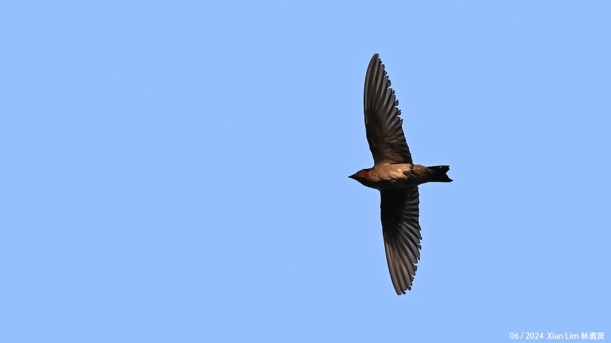 Barn Swallow - ML620856335