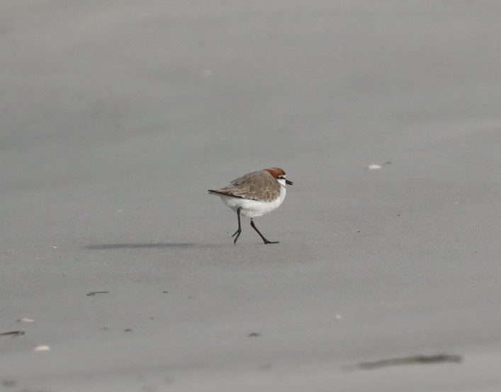 Red-capped Plover - ML620856341