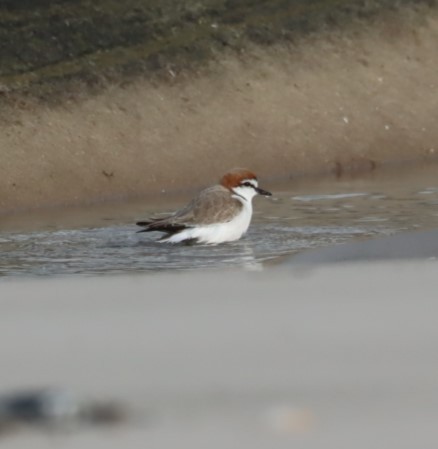 Red-capped Plover - ML620856342