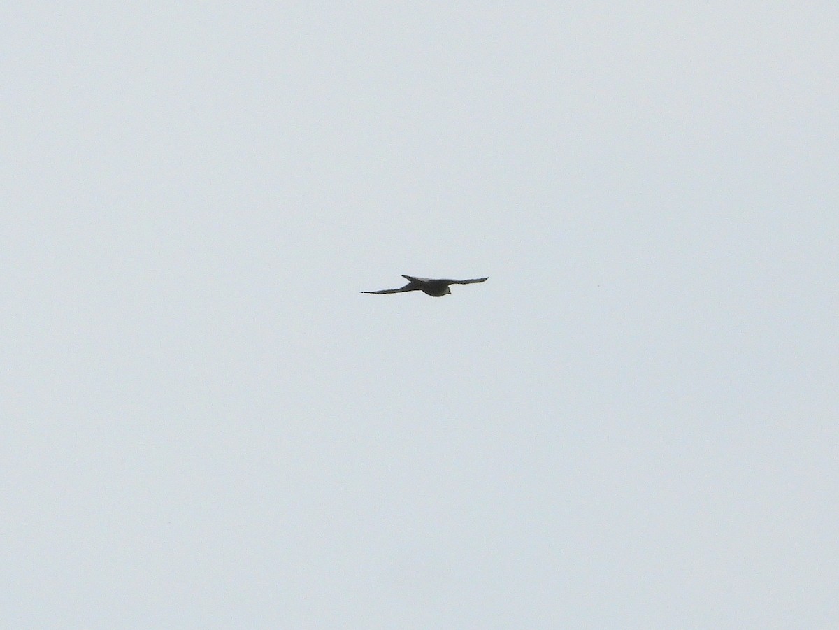 Peregrine Falcon - ML620856355