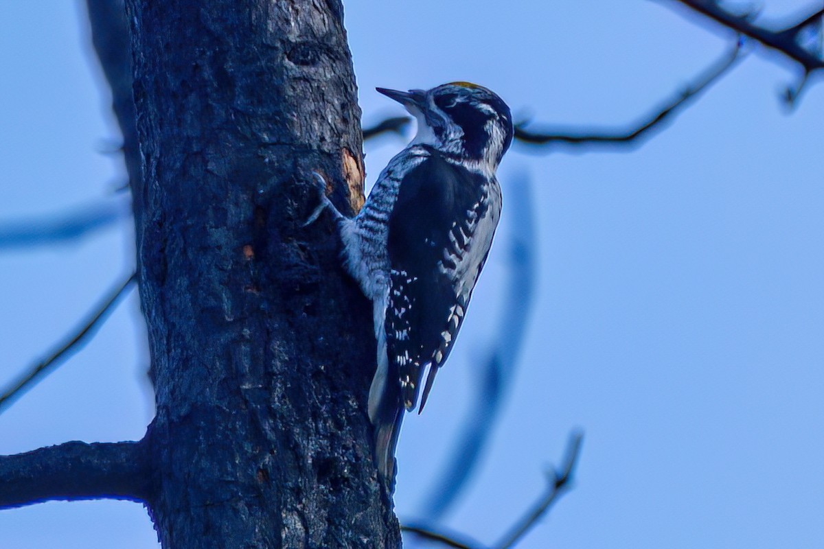 Black-backed Woodpecker - ML620856357