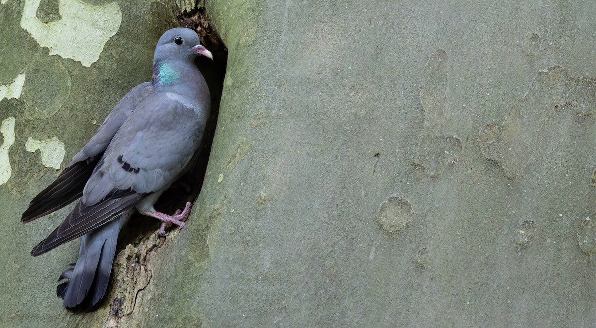 Stock Dove - ML620856375