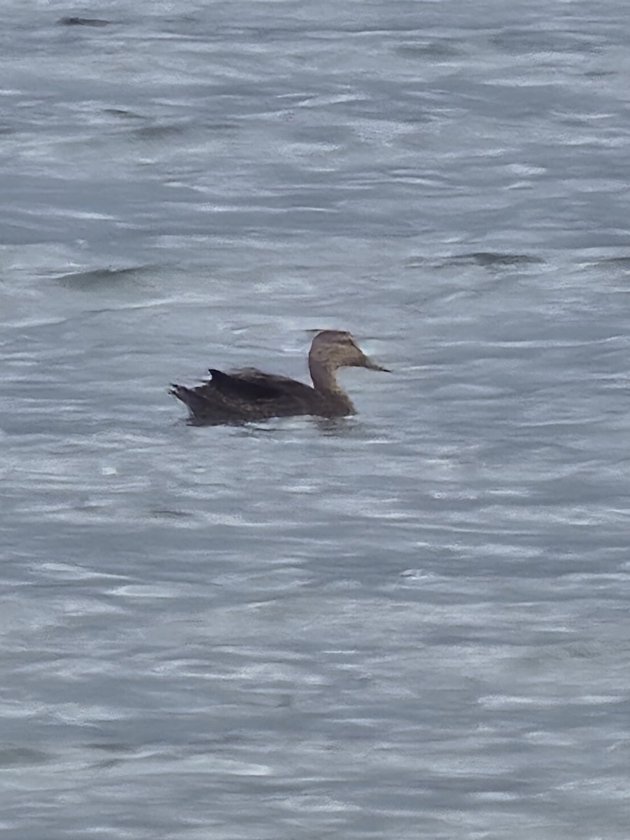 Mottled Duck - ML620856377