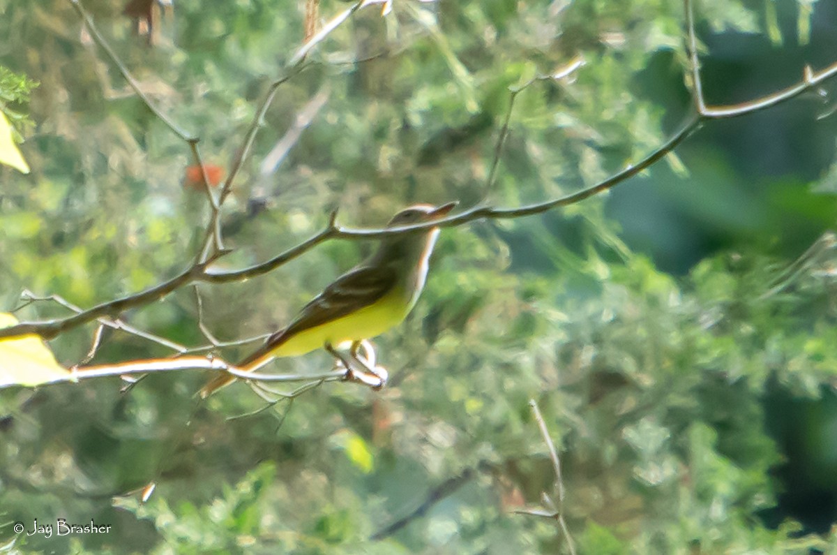 Great Crested Flycatcher - ML620856391