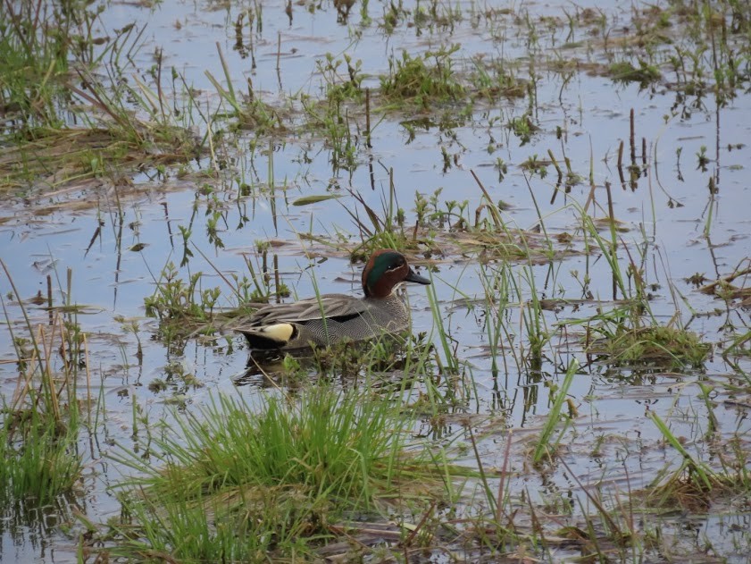 Green-winged Teal - ML620856396