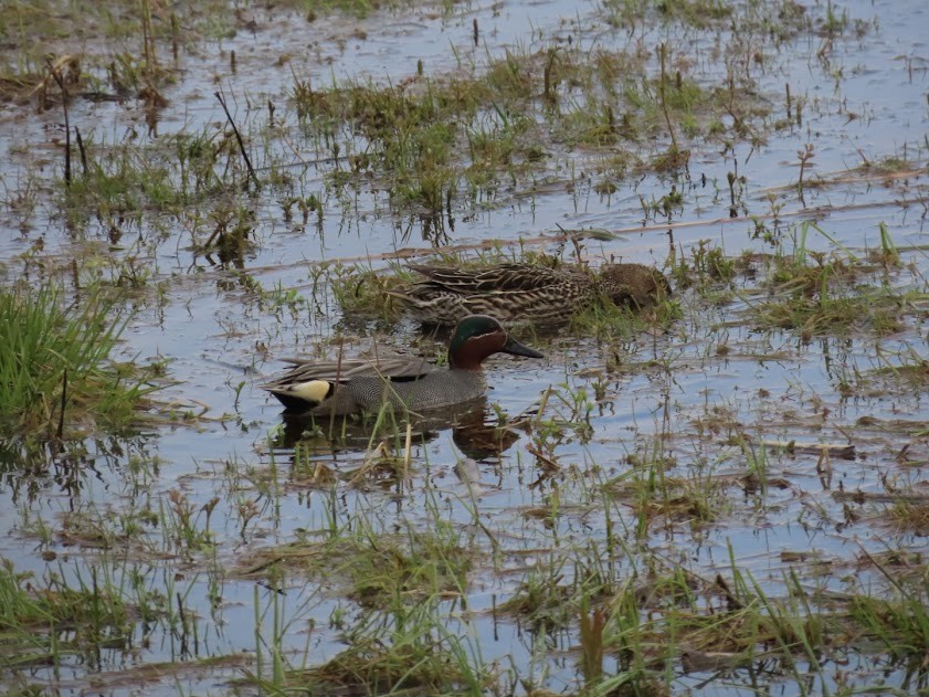 Green-winged Teal - ML620856399