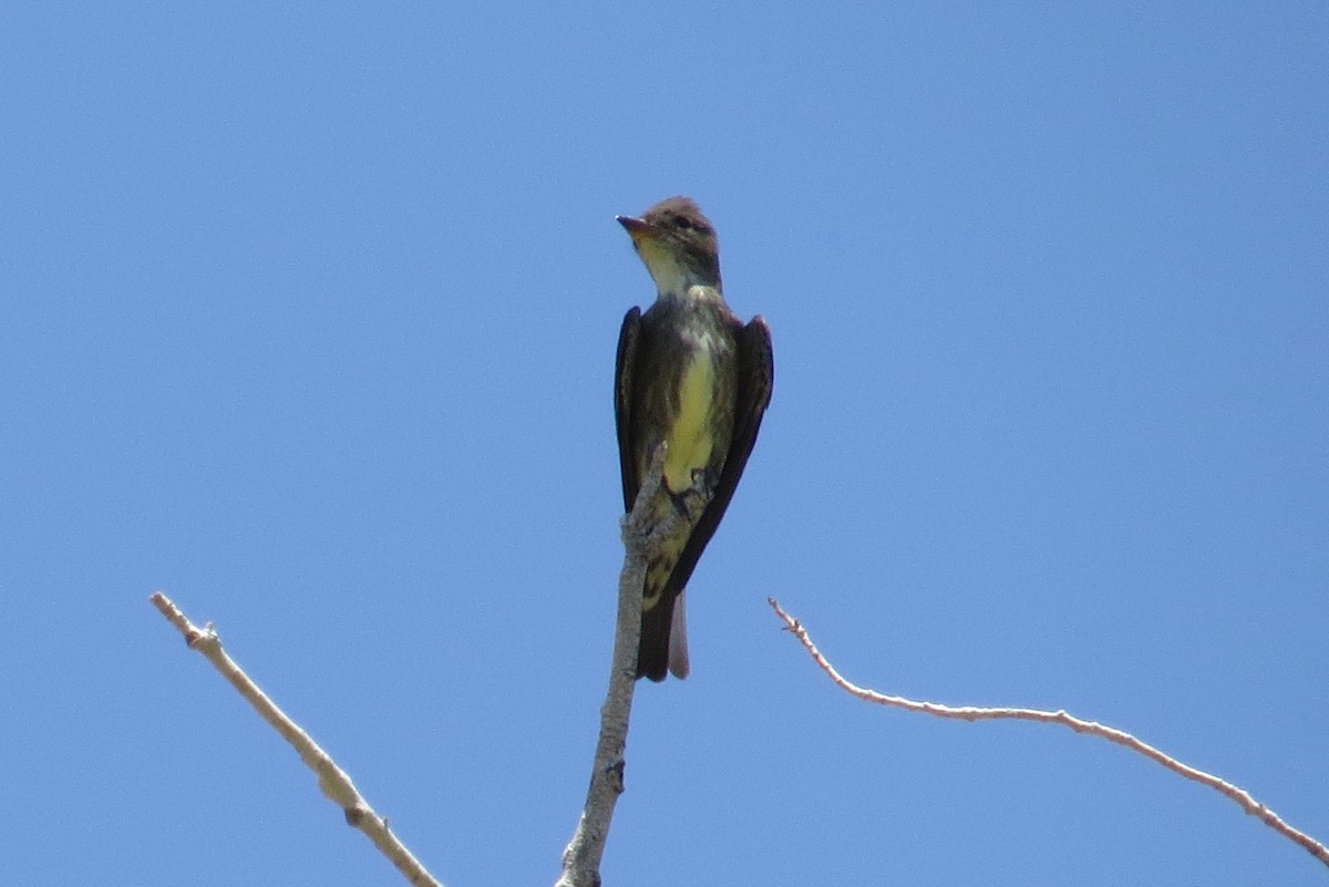 Olive-sided Flycatcher - ML620856418