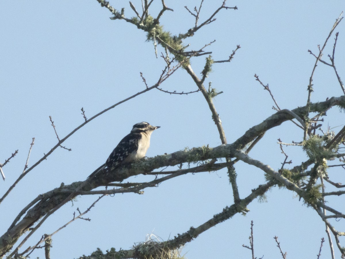 Downy Woodpecker - Carol Bailey-White