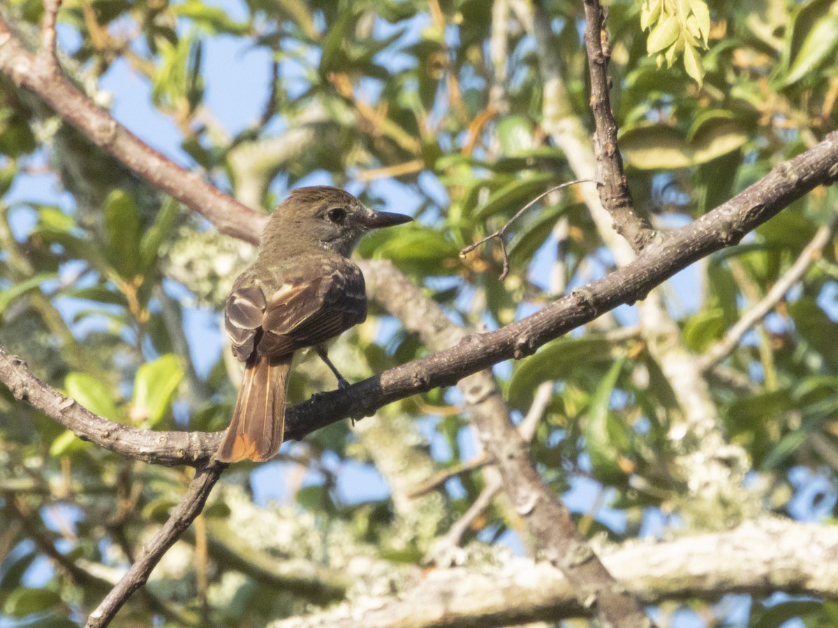 Great Crested Flycatcher - ML620856424