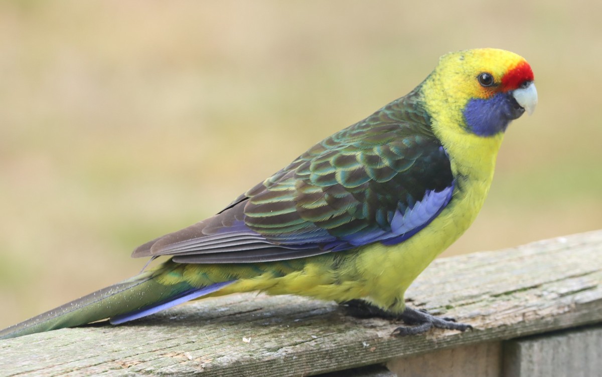 Green Rosella - Susan  Downey